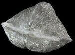 Pyrite Replaced Brachiopod (Paraspirifer) - Ohio #52698-1